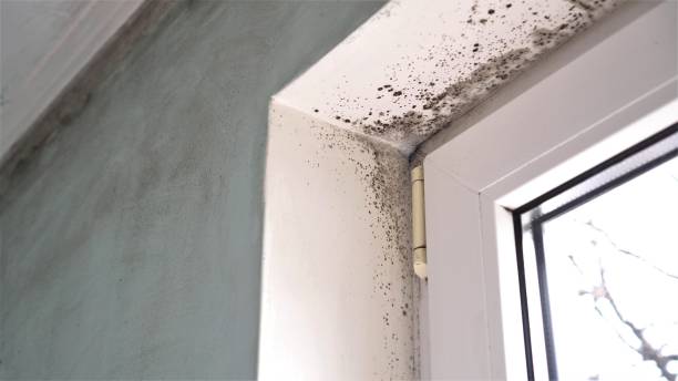 Best Fast Mold Removal  in Parkville, MO
