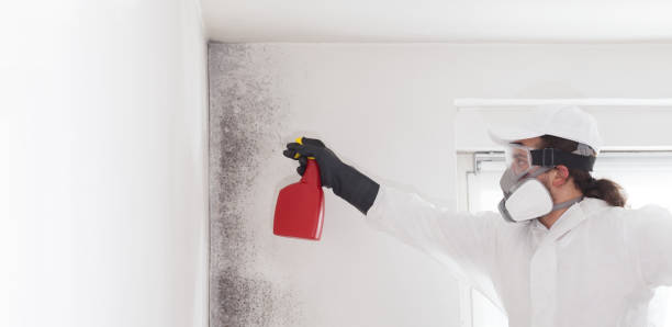 Best Certified Mold Removal  in Parkville, MO
