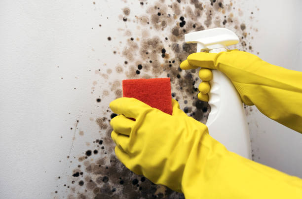 Best Local Mold Removal Service  in Parkville, MO
